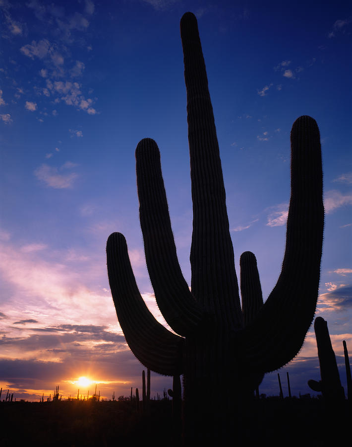 Nature Photograph - Silhouette Of A Cactus, Four Peaks by Panoramic Images