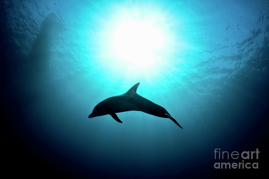 Silhouette of a Dolphin  Photograph by Hagai Nativ