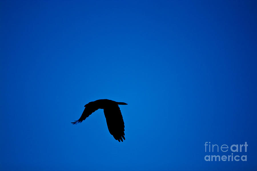 Silhouette Of A Flying Bird Photograph