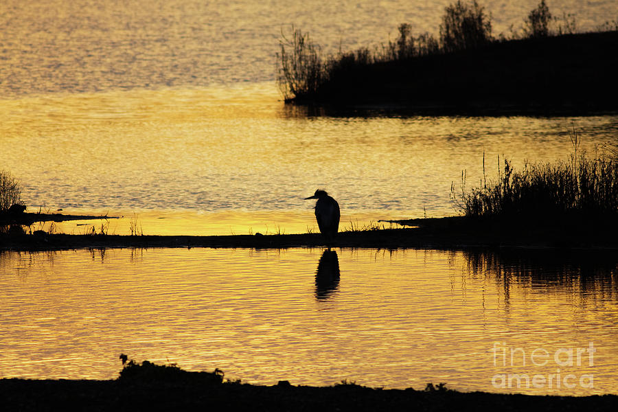 Silhouette of a Grey or Gray Heron - Ardea cinerea - in wetland we by Paul Farnfield Silhouette of a Grey or Gray Heron - Ardea cinerea - in wetland we by Paul Farnfield