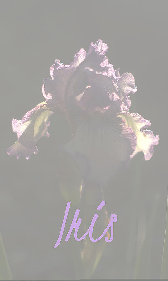 Silhouette of A Purple Iris Flower  Photograph by Suzanne Powers