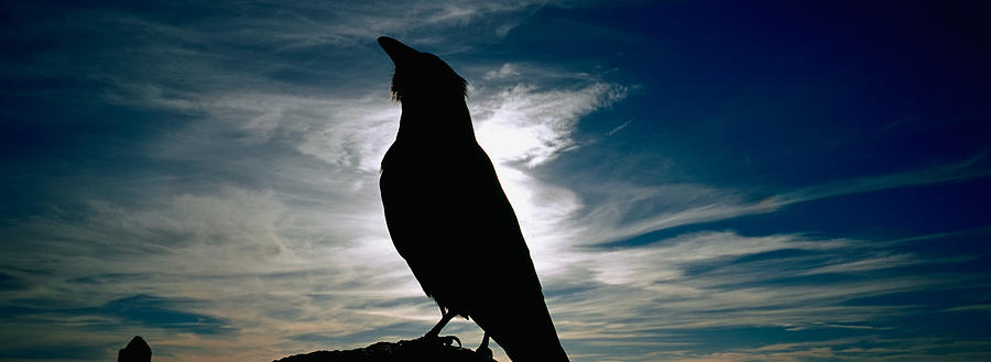 Yellowstone National Park Photograph - Silhouette Of A Raven At Dusk by Panoramic Images
