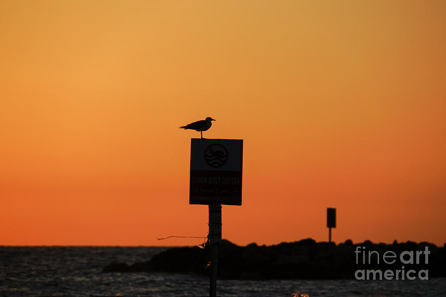 Silhouette Of A Seagull At Sunset 1 Photograph by Vladi Alon