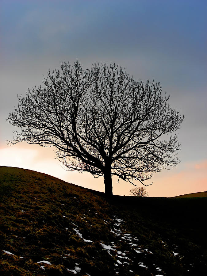 Silhouette of a tree on a winter day Photograph by Alexandra Till