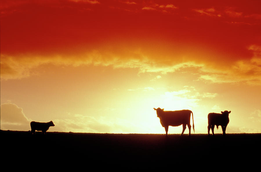 Cows silhouetted against a red sky sunset on King ISland, Australia. Photograph by Sean Davey