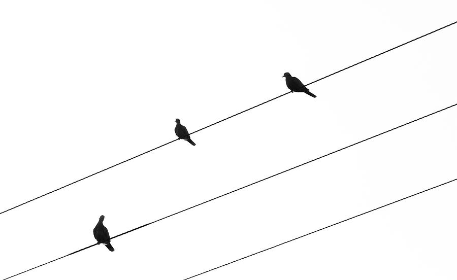 Silhouette of birds sitting on electric cables Photograph by Michalakis Ppalis
