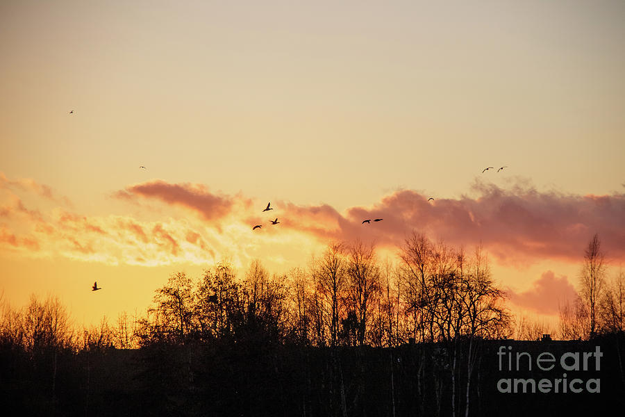 Dark Photograph - Silhouette of birds wildfowl geese flying off to roost at sunset by Paul Farnfield Dark Photograph - Silhouette of birds wildfowl geese flying off to roost at sunset by Paul Farnfield