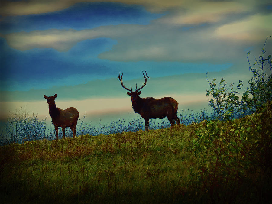 Silhouette Of Bull And Cow Elk. Digital Art by Rusty R Smith - Fine Art ...