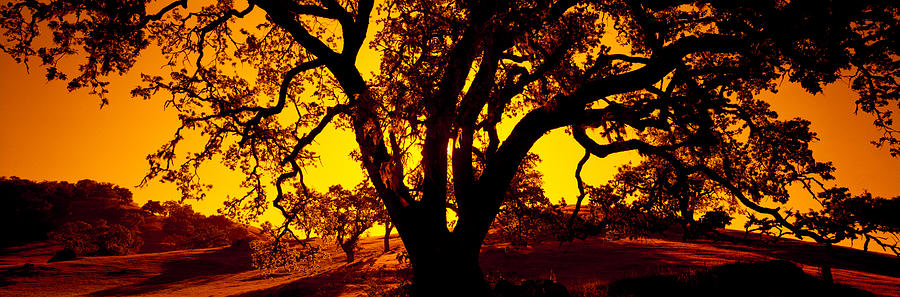 Nature Photograph - Silhouette Of Coast Live Oak Trees by Panoramic Images