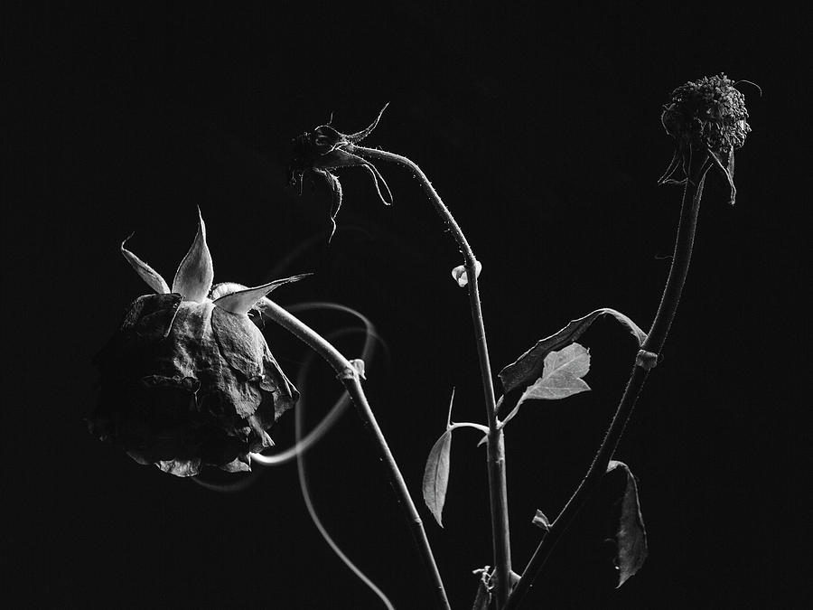 Silhouette Of Dead Rose Black Background, Natural Death. Photograph by Byron Ortiz