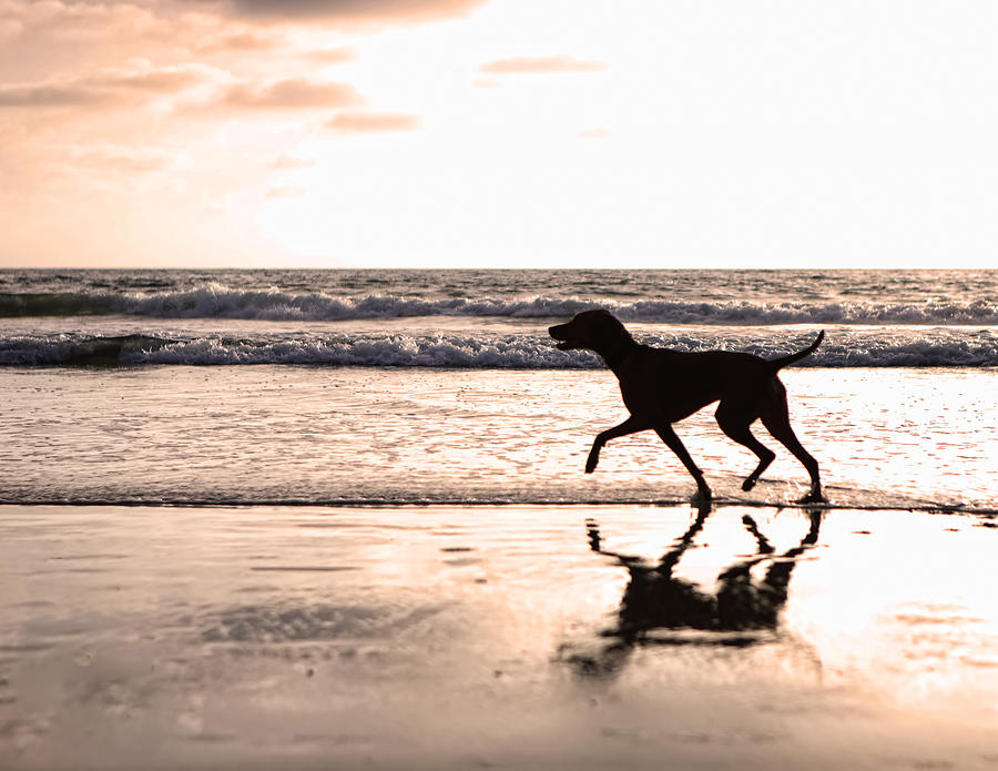 Sunset Photograph - Silhouette of dog on beach at sunset by Good Focused
