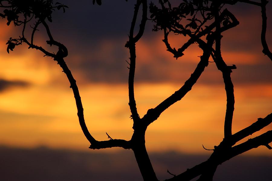 Tree Photograph - Silhouette of Single Tree at Sunset  by Matt Quest