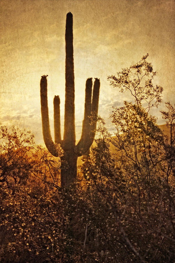 Silhouette of the Saguaro Photograph by Leda Robertson
