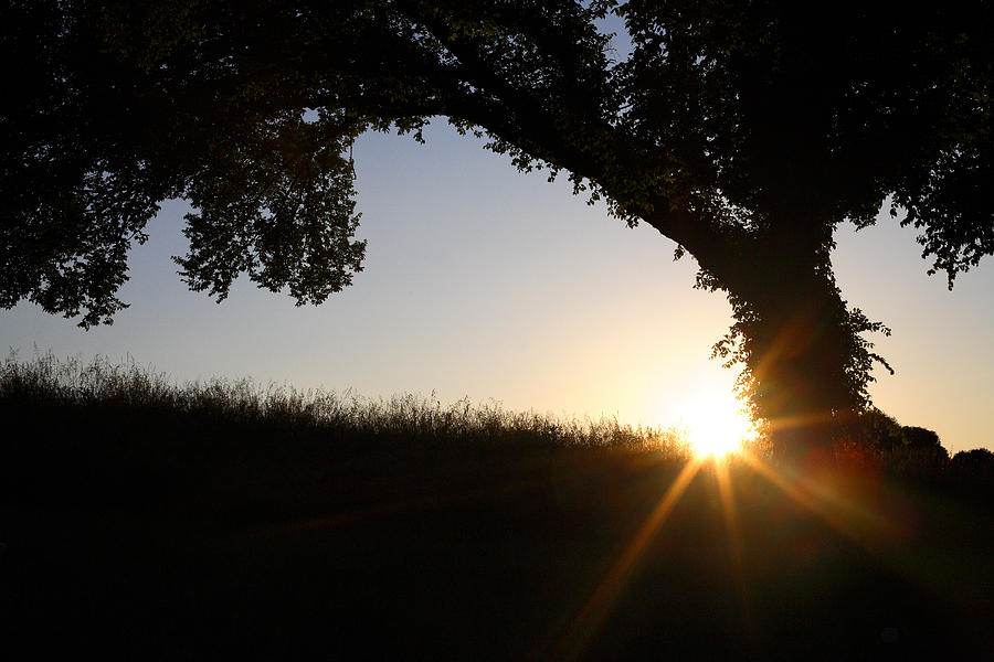 Landscape Photograph - Silhouette Of Tree And Grass At Sunset by Gillham Studios
