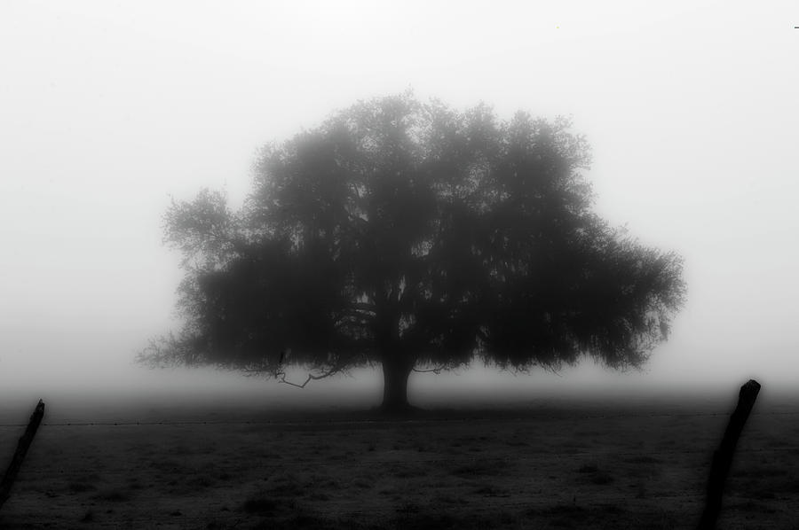Silhouette of tree in field Photograph by Dan Friend