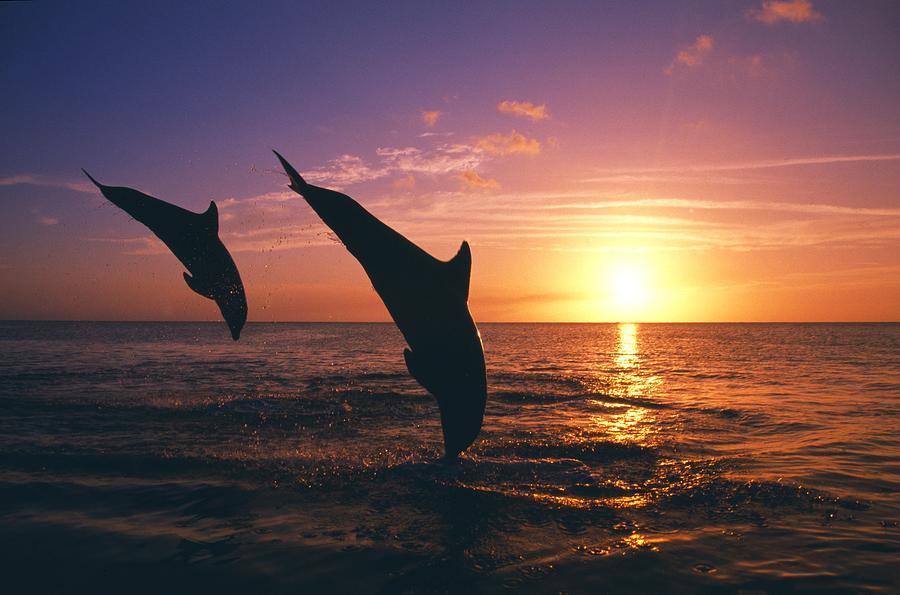 Silhouette Of Two Bottlenose Dolphins Photograph by Natural Selection Craig Tuttle