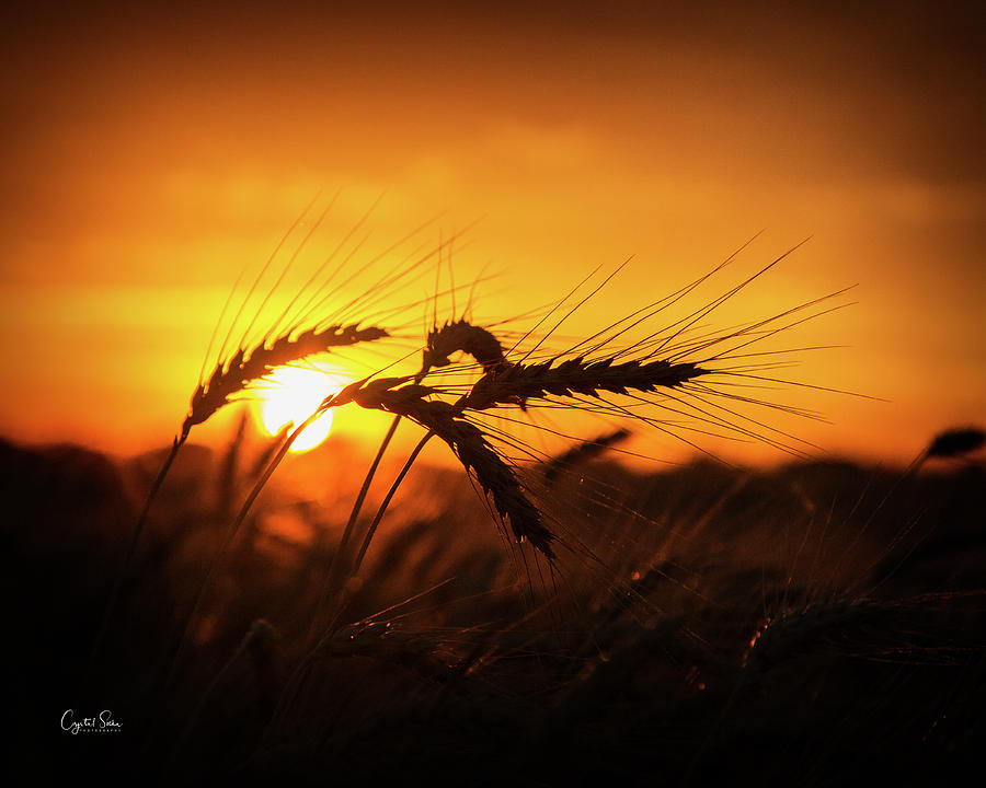 Silhouette of Wheat Photograph by Crystal Socha