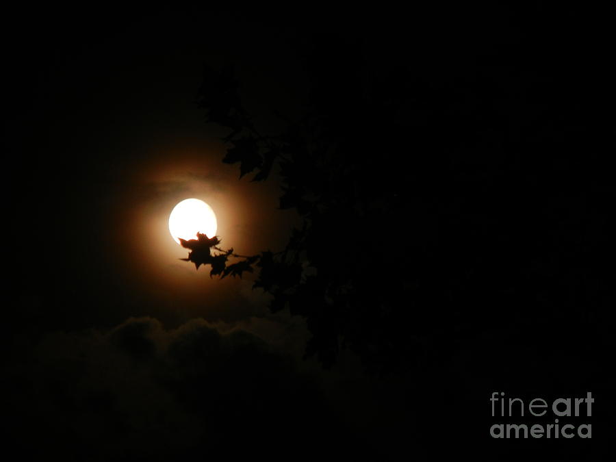 Tree Photograph - Silhouette on Moon light by Srinivasan Venkatarajan