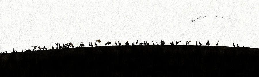 Silhouette  Sandhills Crane birds on hill Photograph by Dan Friend
