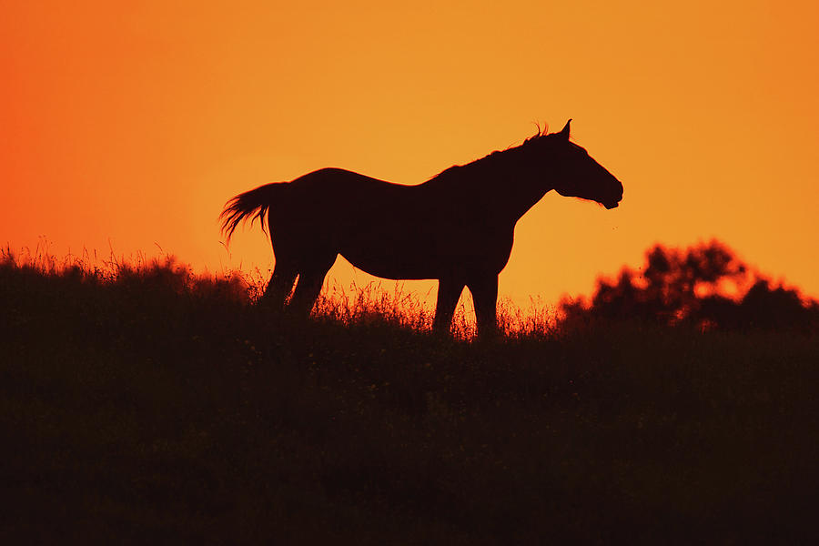 Silhouette Stallion Photograph by Carrie Ann Grippo-Pike