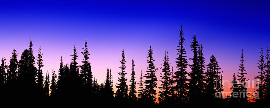 Silhouette Subalpine Firs at sunset Photograph by Warren Photographic
