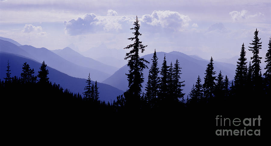 Silhouette Subalpine Firs Photograph by Warren Photographic