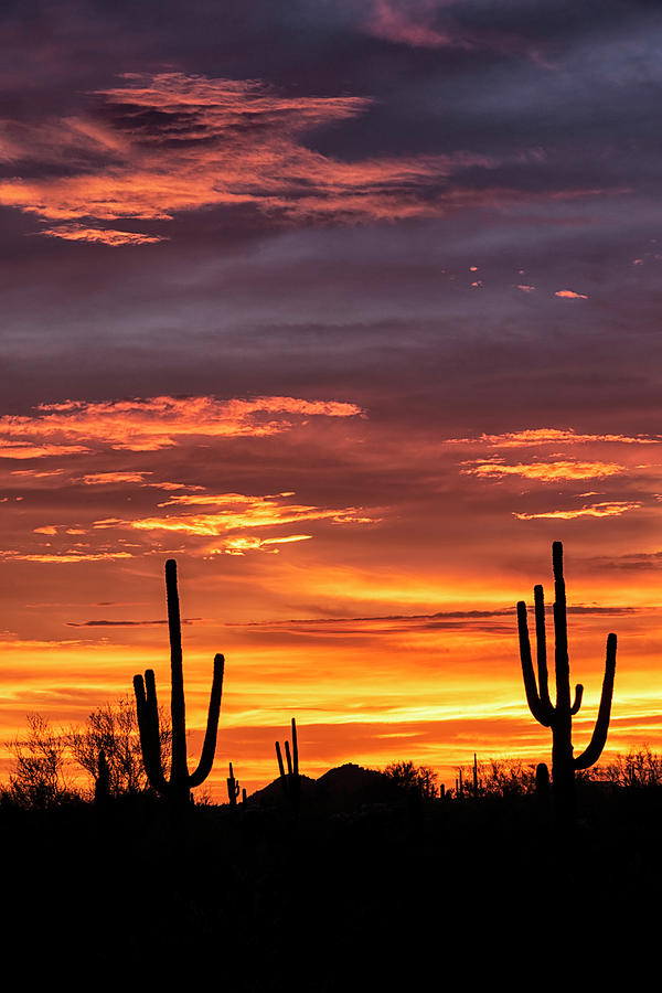 Silhouette Sunset in the Sonoran  Photograph by Saija Lehtonen