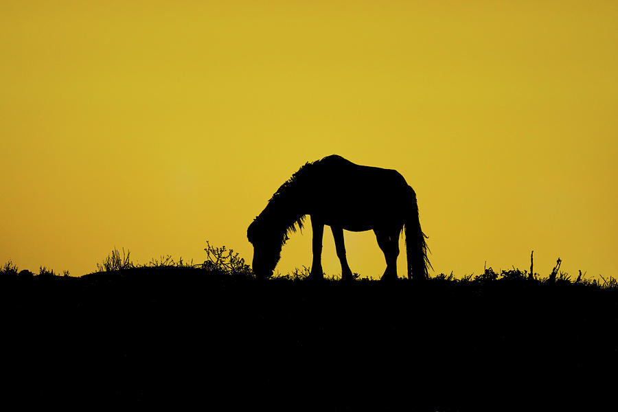 Silhouette wild horse eating on sand dune Photograph by Dan Friend