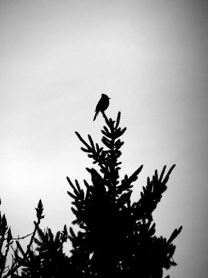 Silhouetted Blue Jay Photograph by Corinne Elizabeth Cowherd