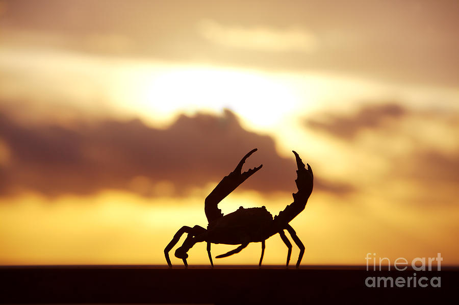 Silhouetted Crab Photograph by Larry Dale Gordon - Printscapes