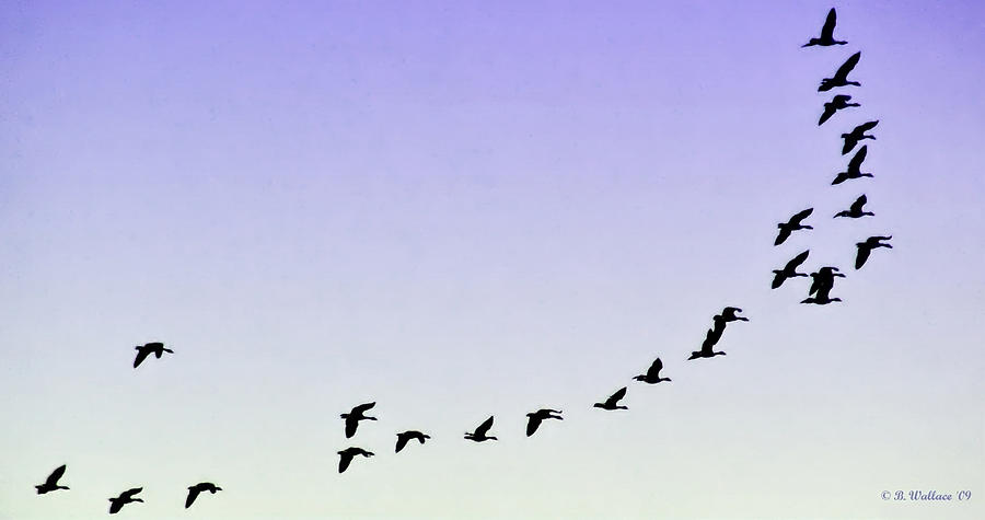 Silhouetted Flight Photograph by Brian Wallace