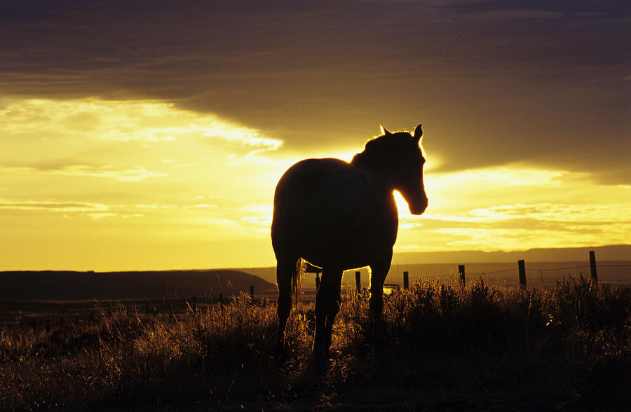 Silhouetted Horse Photograph by Howie Garber | Fine Art America