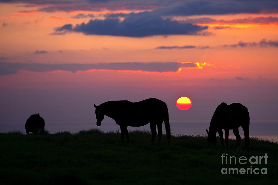 Silhouetted Horses Photograph by Ron Dahlquist - Printscapes