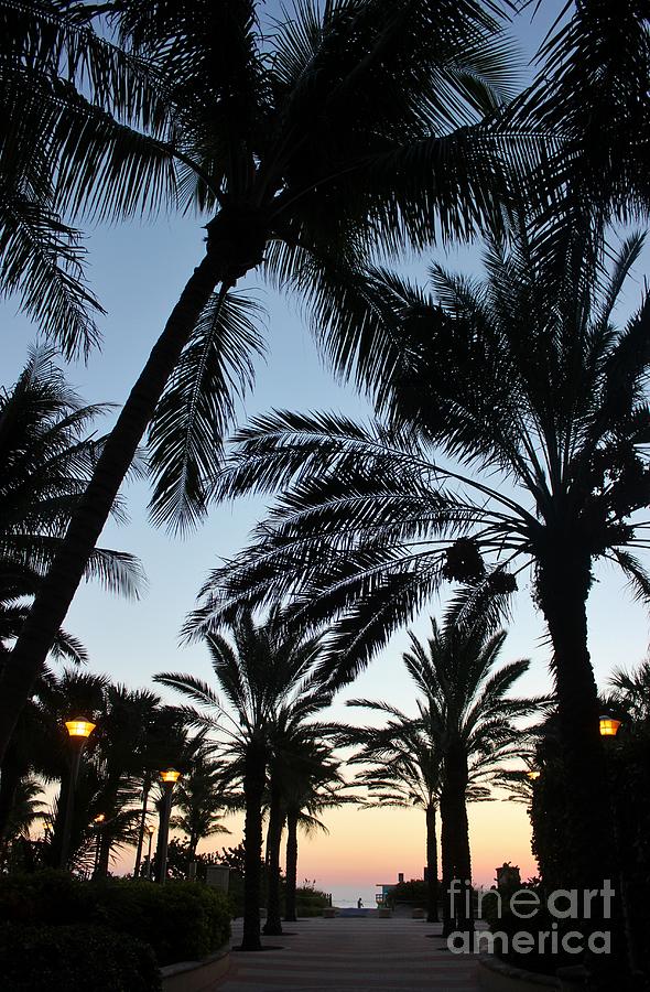 Silhouetted Palms at Dawn Photograph by Mesa Teresita