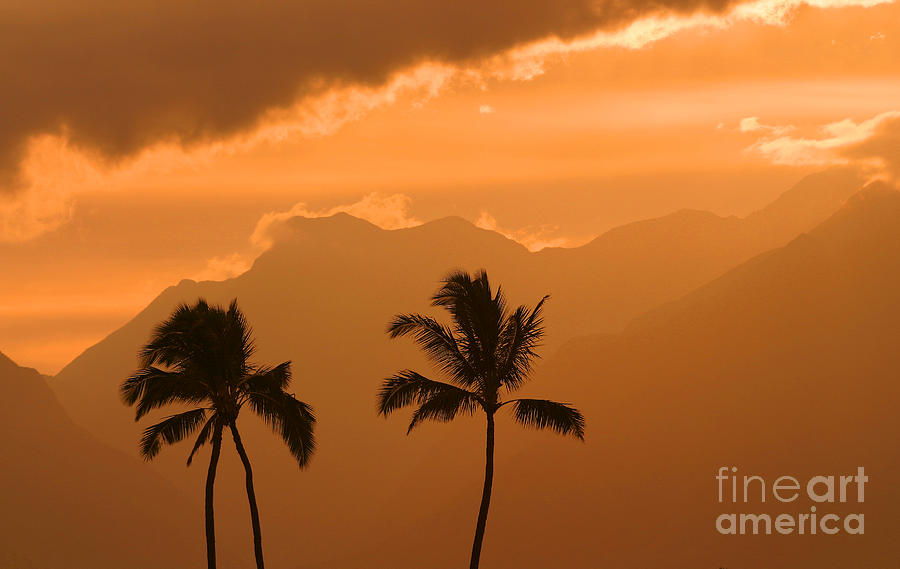 Silhouetted Palms Photograph by Ron Dahlquist - Printscapes