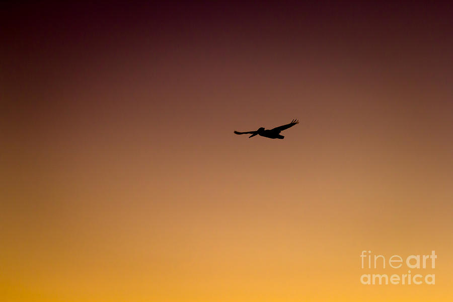 Silhouetted Pelican Photograph by Shawn Jeffries