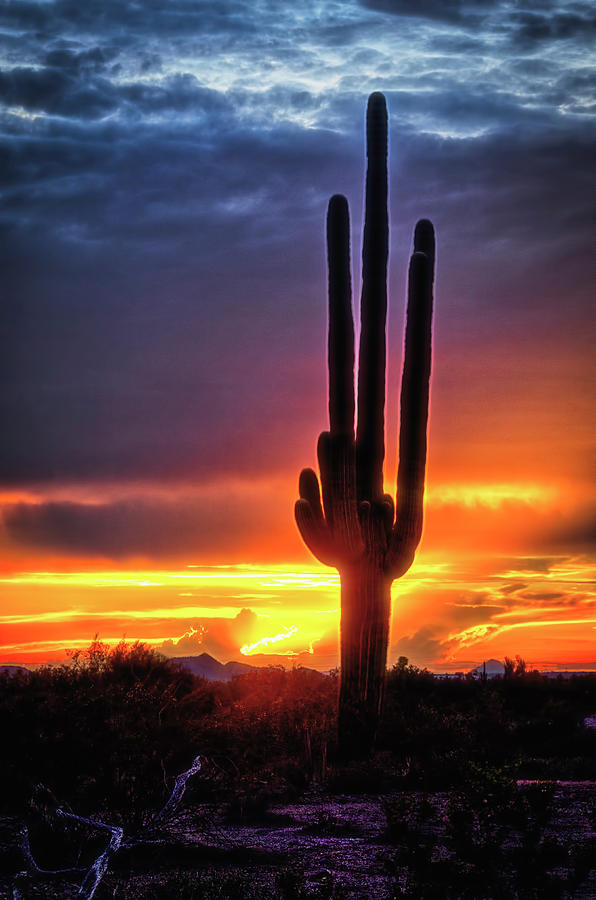 Silhouetted Saguaro Sunset  Photograph by Saija Lehtonen