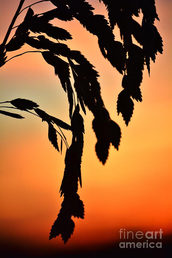 Sunset Photograph - Silhouetted Sea Oats at Sunset 2 by Kelly Nowak