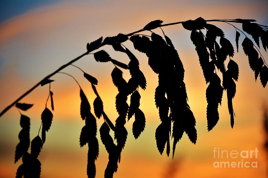 Silhouetted Sea Oats at Sunset Photograph by Kelly Nowak