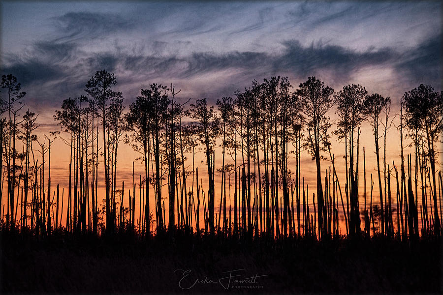 Tree Photograph - Silhouetted Sunset by Erika Fawcett