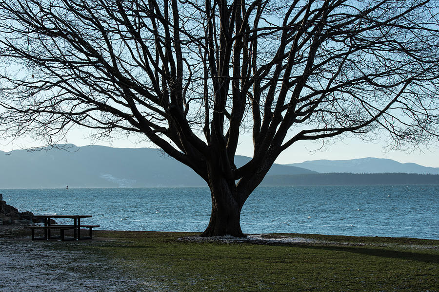 Silhouetted Tree and Bellingham Bay Photograph by Tom Cochran