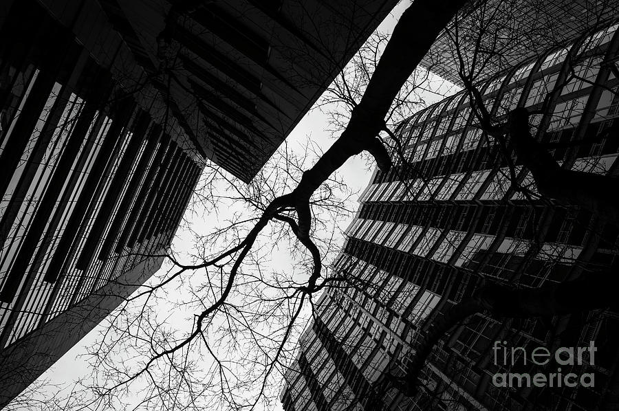 Silhouetted Tree and Buildings  Photograph by Jim Corwin