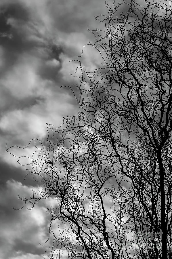Silhouetted Tree Cloud Patterns Photograph by Jim Corwin