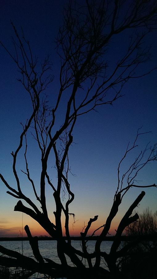 Silhouetted Twilight Photograph by Liza Eckardt