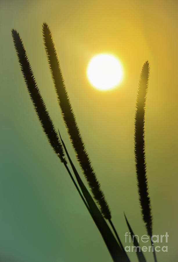 Silhouettes in Sunset Botanical / Nature Photograph Photograph by PIPA Fine Art - Simply Solid