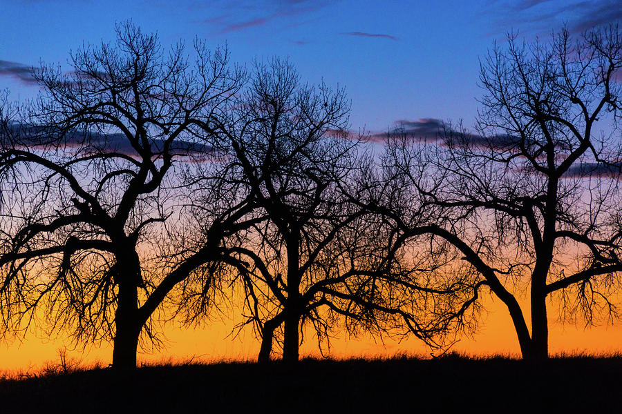 Silhouettes Of A Spring Sunrise Photograph by John De Bord