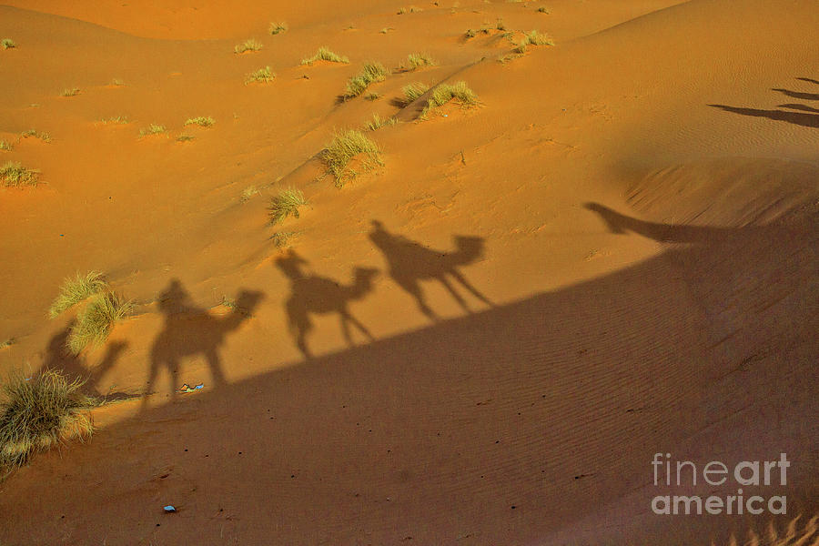Silhouettes of camels in the desert Photograph by Patricia Hofmeester