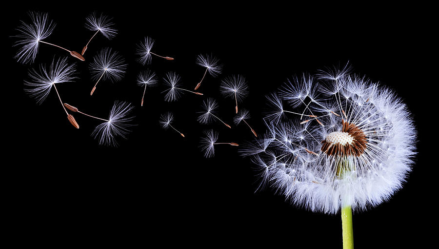 Nature Photograph - Silhouettes Of Dandelions by Bess Hamiti