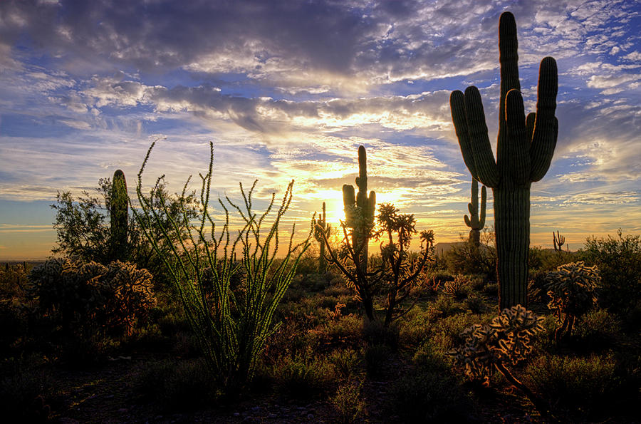 Silhouettes of The Sonoran Photograph by Saija Lehtonen