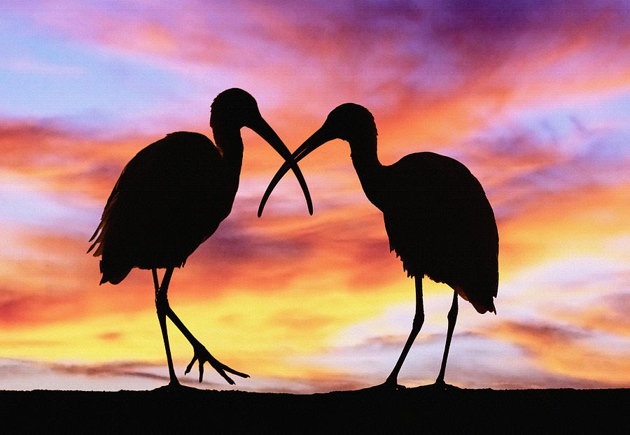 Silhouettes of two Ibis birds Digital Art by Don Kuing